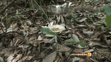 一朵野生菌的视频,野生菌的独特之处