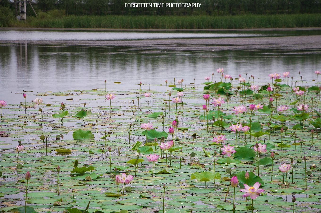 呼兰河口湿地有什么好玩的吗,哈尔滨呼兰河湿地美景