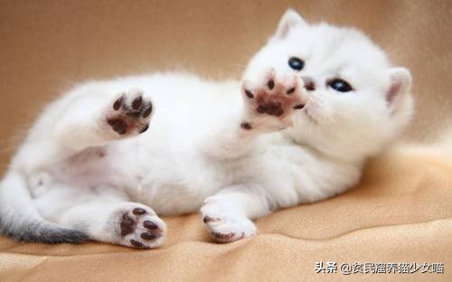 猫咪鼻子上的黑点怎么去掉,猫咪鼻子上有黑痣怎么去掉