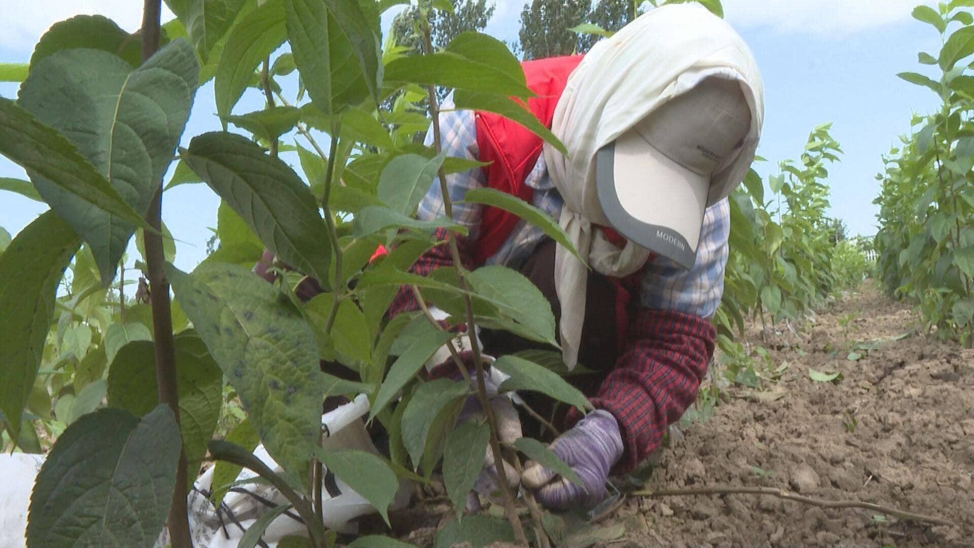 苗木种植助农户致富行动,滨州惠民县果树苗