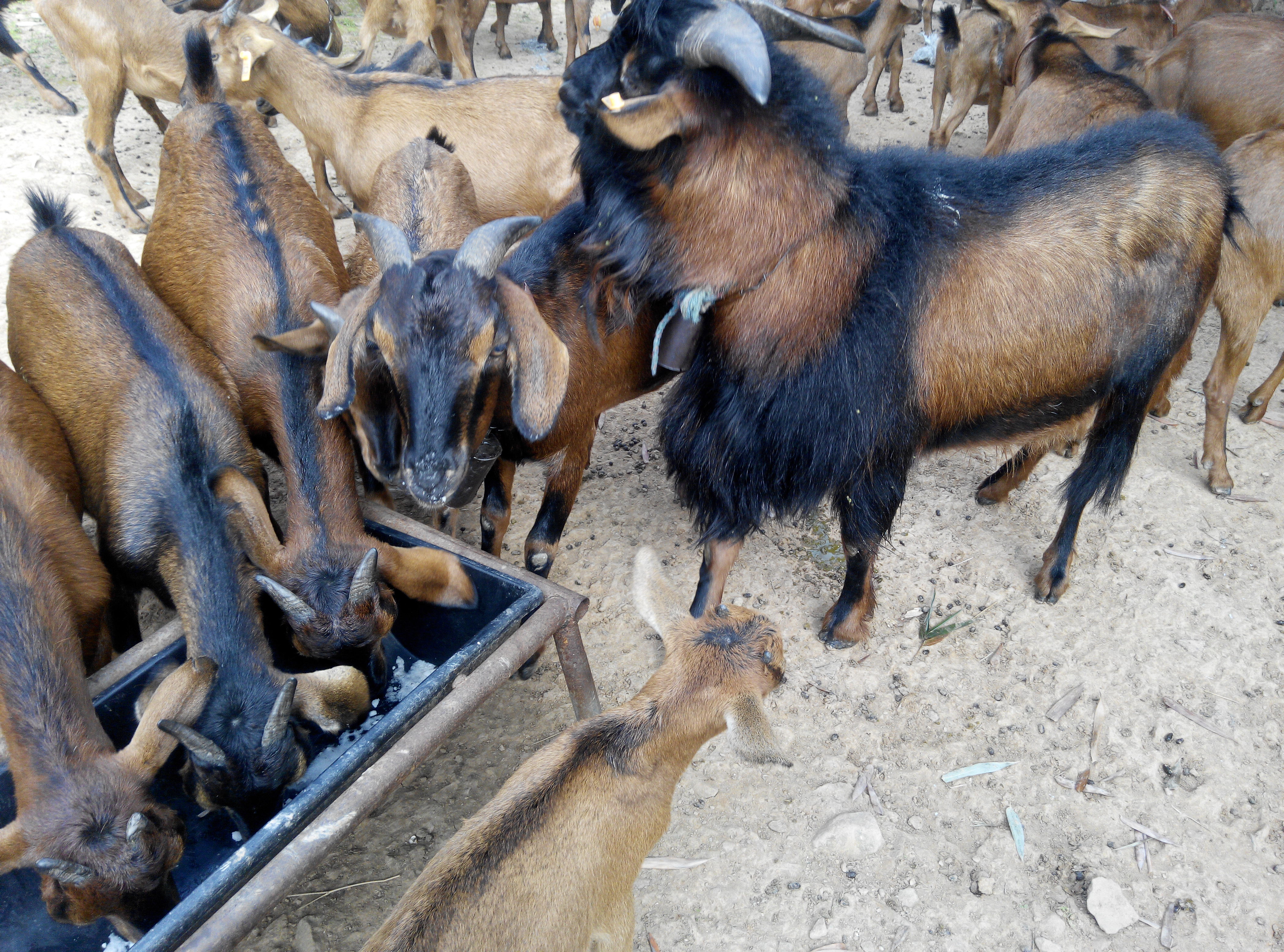 羊养殖中需要的药物的用量,养殖羊必备药品清单表