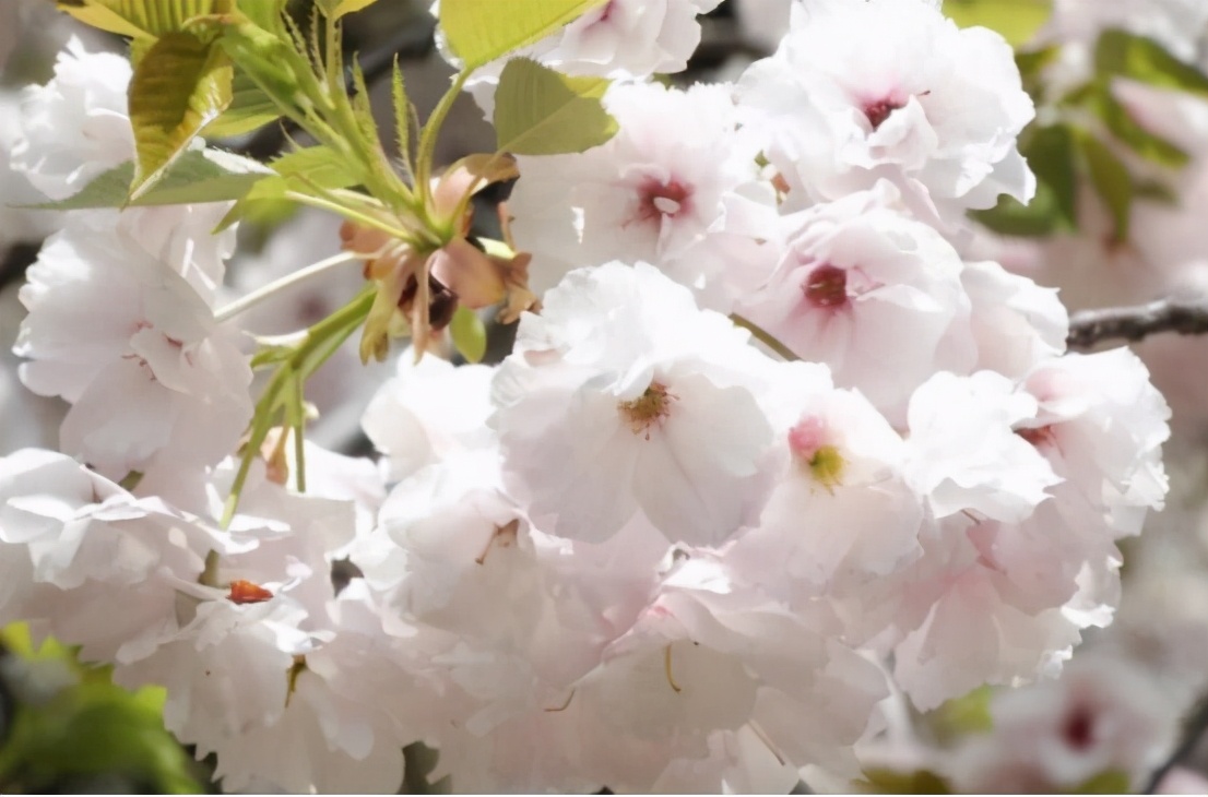 还记得13年前的樱花吗,以前的樱花对比现在的樱花