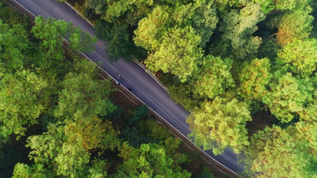 重庆市南岸区:“半城山水半城绿”品质生活更宜居