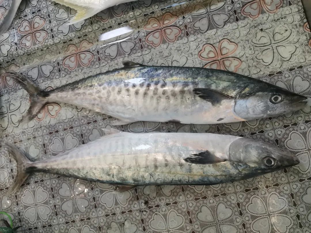 开海季都有什么海鲜,开海了这些生猛海鲜