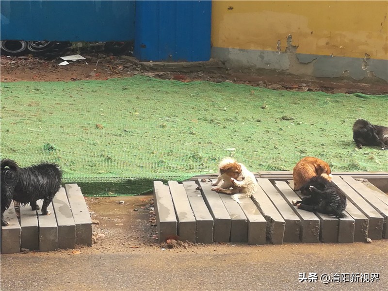 南阳八月七日下午这场雨，说来就来也不给你打个招乎