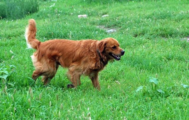 如何把金毛惹生气,把金毛惹急了会怎么样