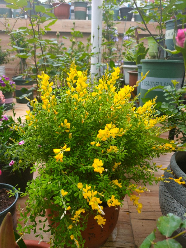 自制花架省钱又漂亮,自制花架全部教程