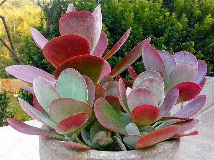 100种常见多肉的养法图片大全,60种好度夏的多肉植物