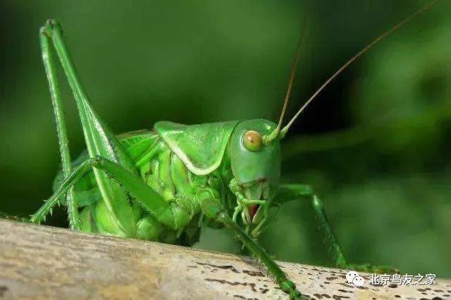 鑰佸寳浜殑楦ｈ櫕鏈夊灏戠,鑰佸寳浜汉鐜╃殑鍥涘ぇ楦ｈ櫕