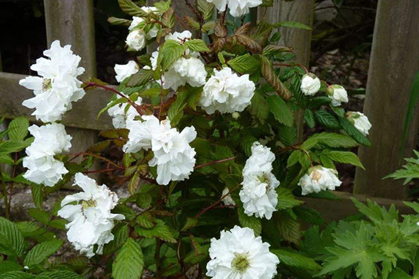 开到荼蘼花事了麝月,开到荼靡花事已尽
