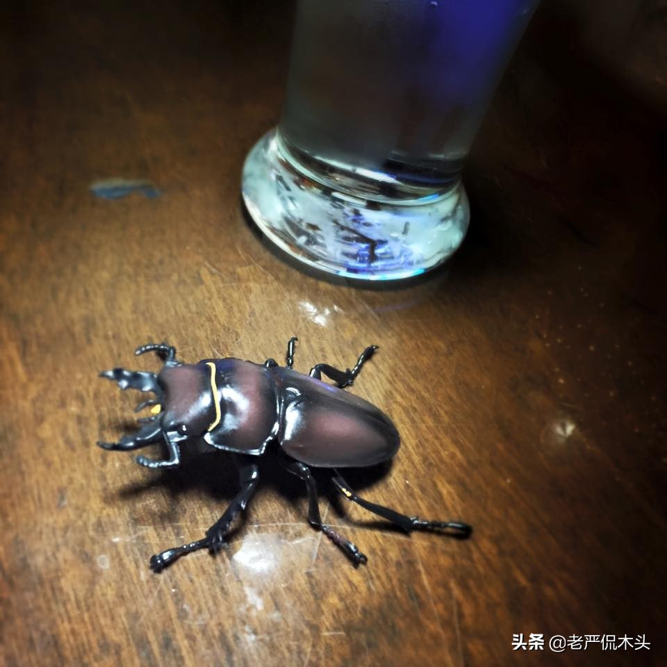 昆虫标本树脂竹节虫,昆虫标本制作竹节虫