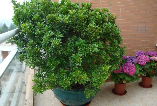 老桩花卉米兰的养殖方法,米兰老桩冬季怎么养护