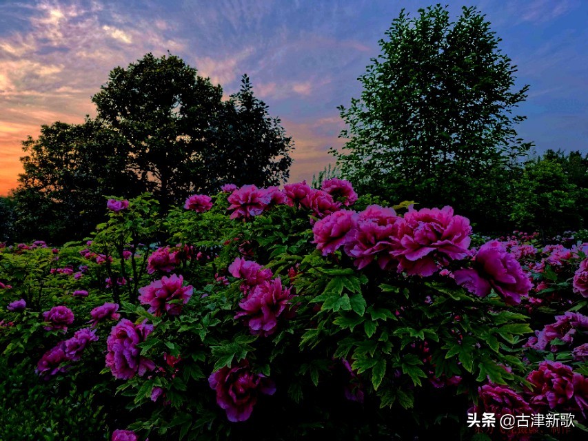 最美牡丹诗词20首,研究牡丹花