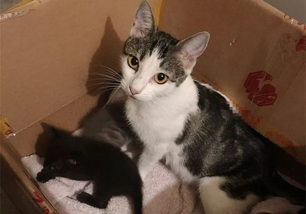 猫咪四岁可以继续养奶猫吗,猫咪多大可以离开母猫单独喂养