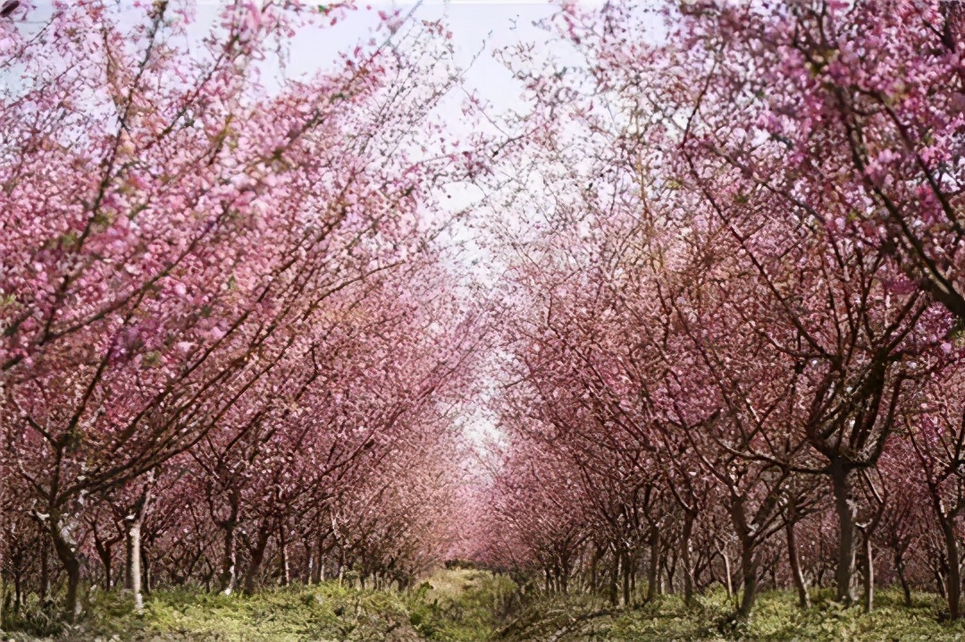 国庆肥西十大网红打卡地,合肥春游打卡攻略