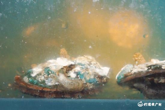 2年有3000条五星好评,6个月前登上必吃榜,这家店膨胀了……