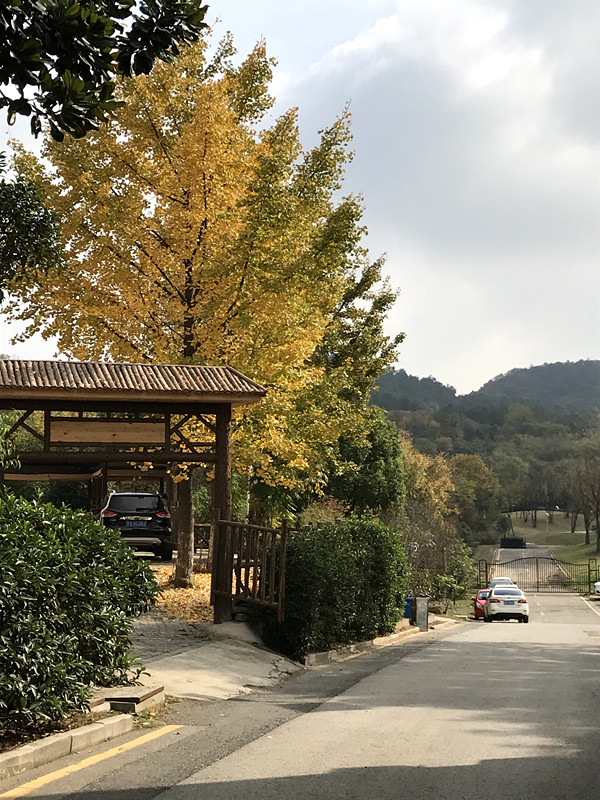 采菊东篱下悠然见南山拙政园,采菊东篱下悠然见南山芒种