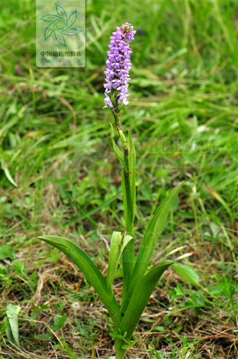 手参，见过吗？能肾益精，理气止痛