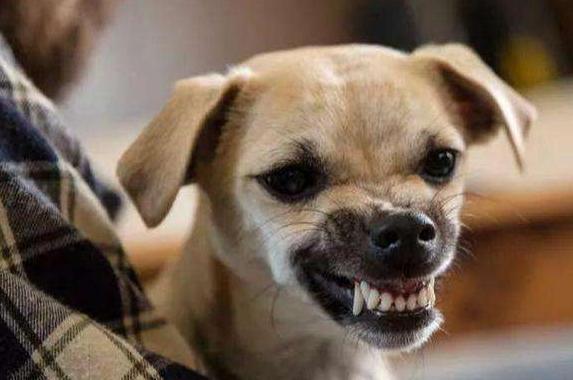 主人对狗狗做的6件事,主人做什么动作狗狗会开心