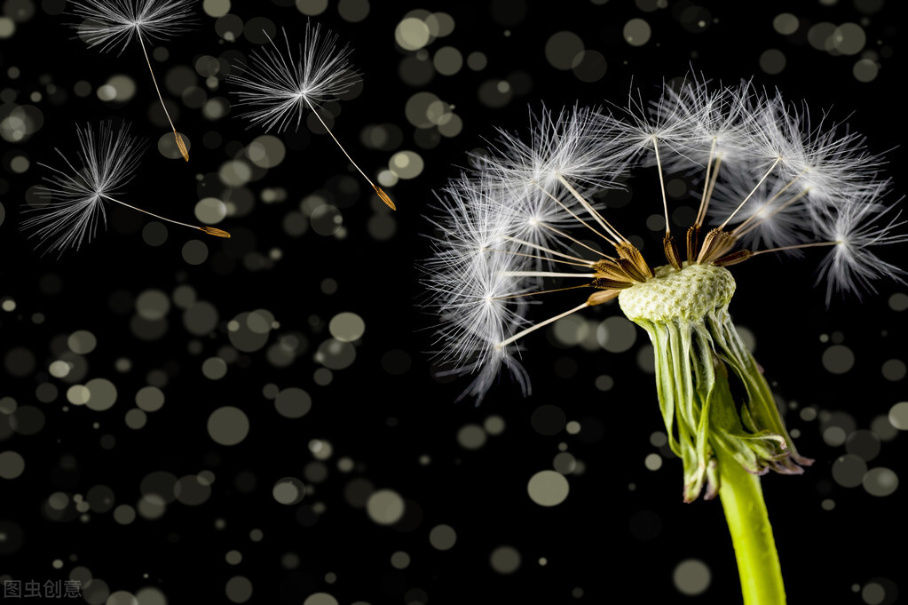 张爱玲最煽情诗句,张爱玲情感语录短视频