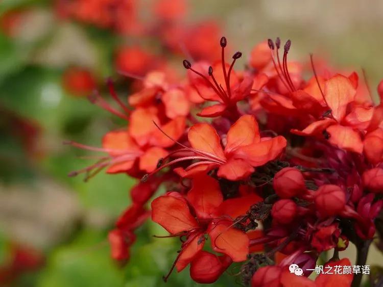美丽赪桐（Clerodendrumspeciosissimum）