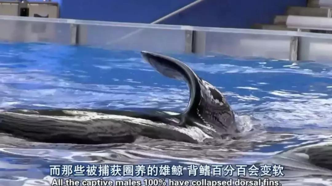 被囚34年取精，被迫亲手杀死爱子，最后只能挣扎着死去……