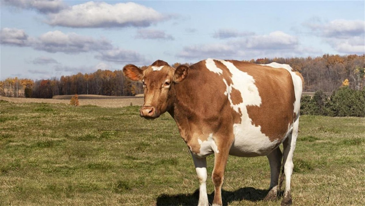 为什么进口牛肉卖到中国依旧很贵,韩国牛肉价格为什么那么贵