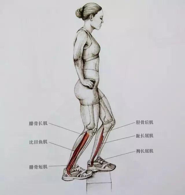 小腿肌肉紧张是咋回事,小腿肌肉紧张收缩要怎么恢复