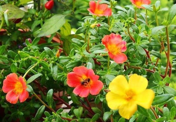 芒果腐烂,变质芒果的处理方法