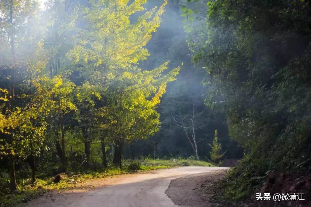 探访深山竹林倍感神清气爽,蒲江遥望雪山感受诗意栖居