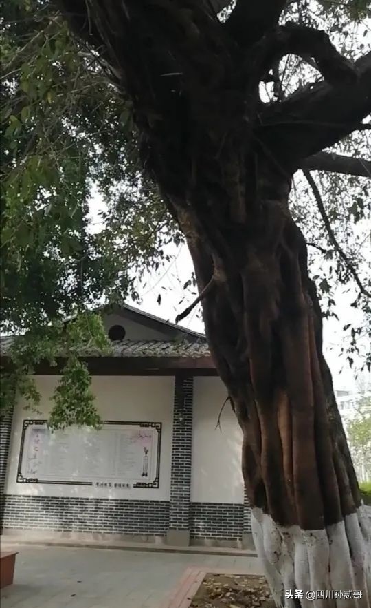 蓬安中学校园风景图片,蓬安中学最美航拍