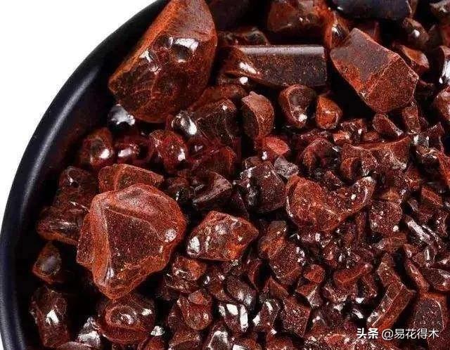 龙血树原材料,龙血树人工驯化史