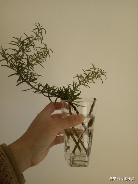 可食用迷迭香盆栽驱蚊植物怎么养,可以吃也可以驱蚊的草