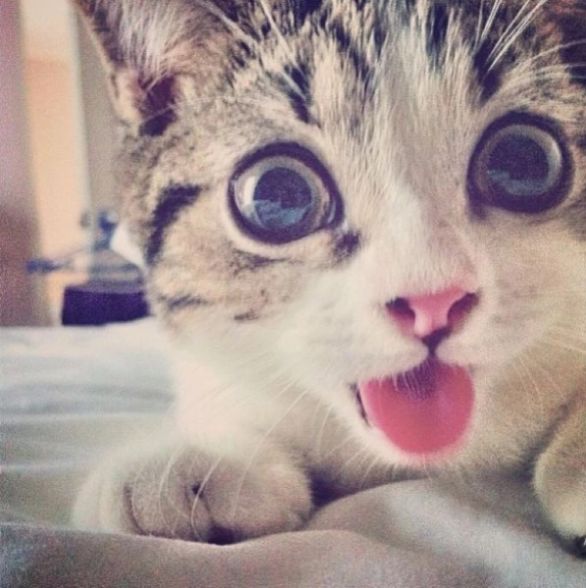 猫有口腔溃疡吗,猫有口腔炎症时间长了会死吗