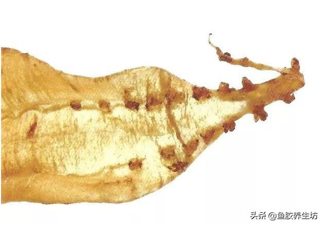 鱼胶知识书籍,鱼胶的知识抖音视频