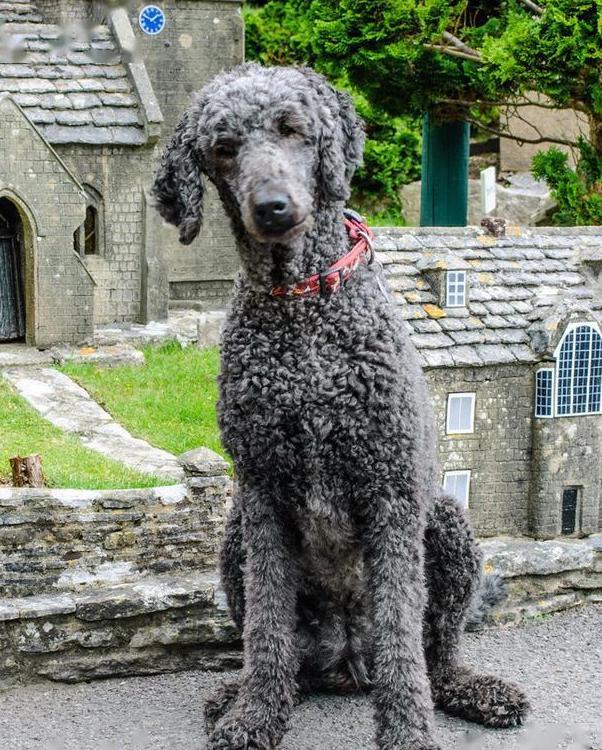 巨型贵宾犬的优缺点分析图片,巨型贵宾犬和巨型泰迪哪个好养活