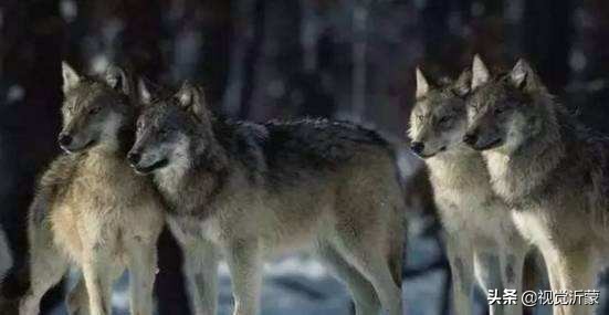 娌傝挋姘戜織灏忚,娌傝挋缁忓吀鏁呬簨