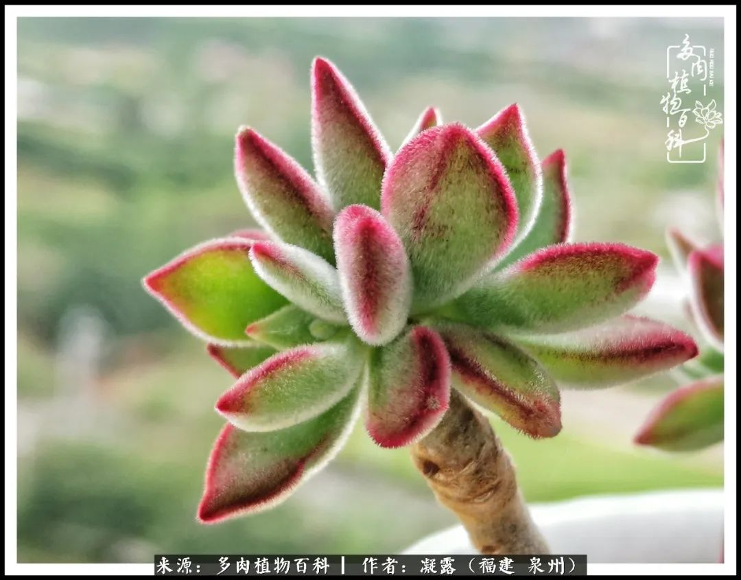 多肉日记严选,多肉日记大全100字