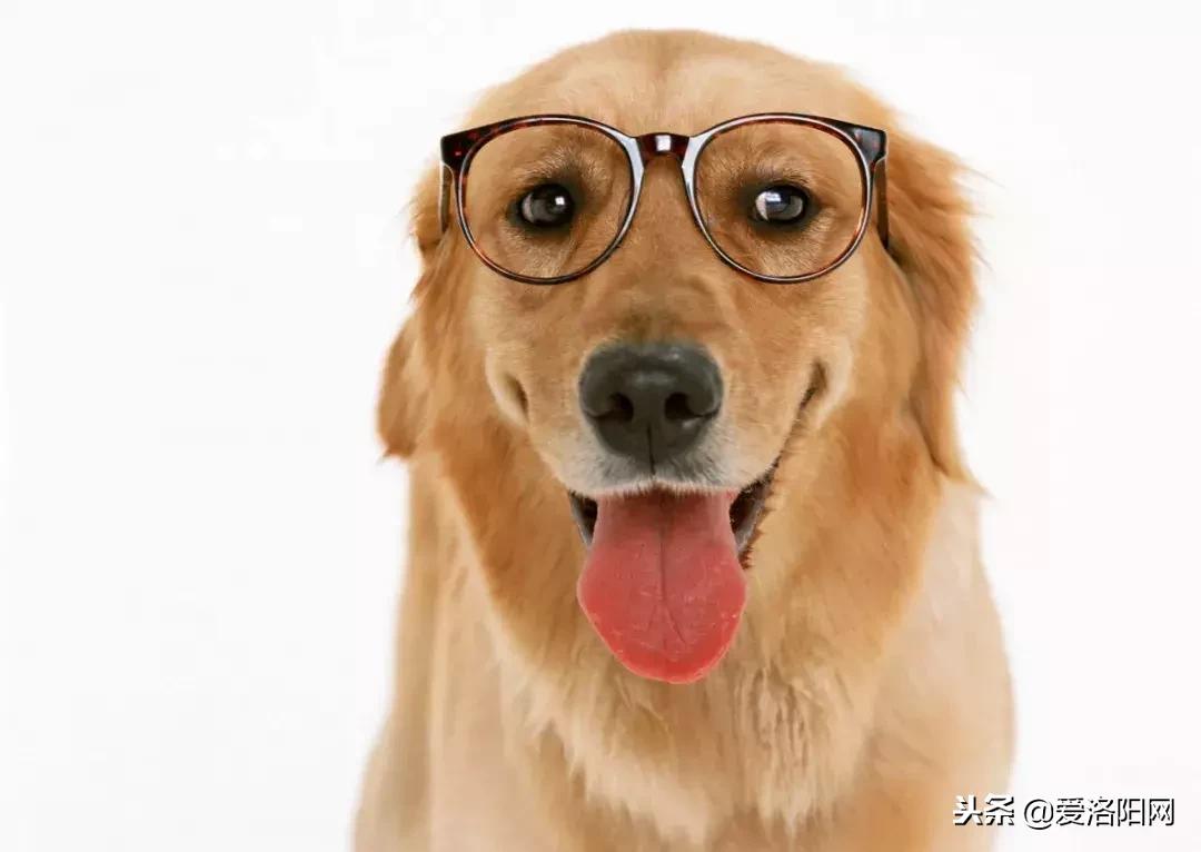 十大禁养猛犬名单,这8种猛犬必须要禁养