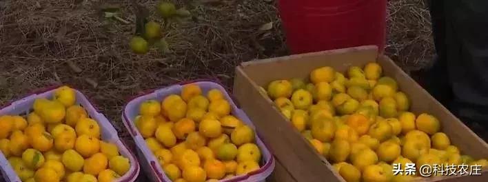 蜜桔减产成功了吗,蜜桔受灾损失多少