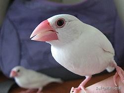 国内允许饲养的鸟一览表,中国合法允许饲养的大型鸟