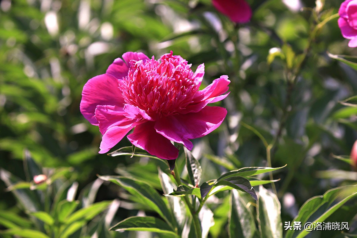 大院绿化的回忆——顺便看看院里的芍药定个究竟有多少种？
