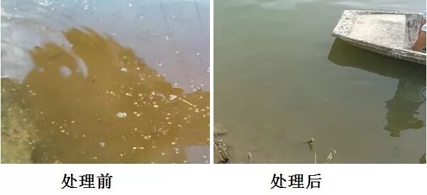 南美白对虾不硬壳是什么原因,南美白对虾营养拌料怎么拌的