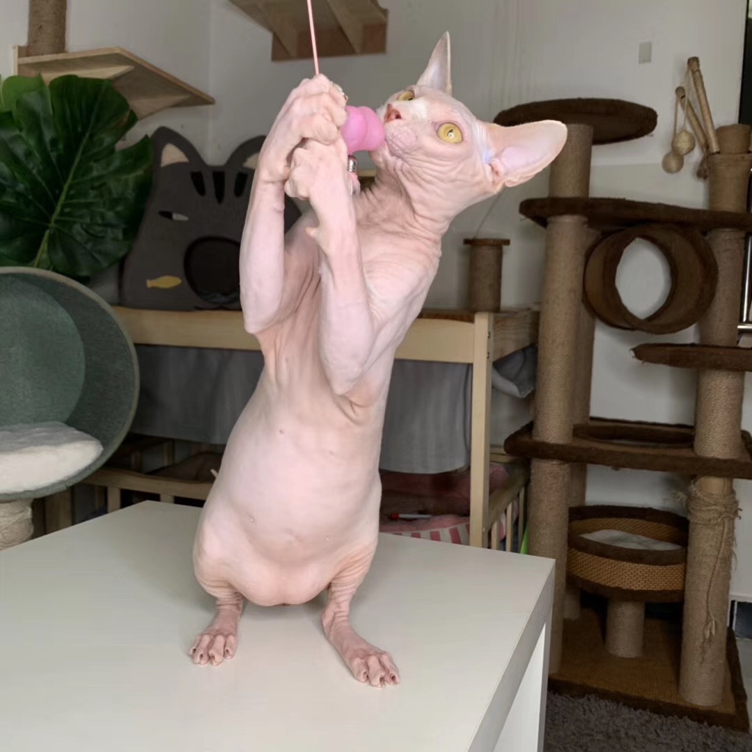 养猫科普如何读懂猫咪的情绪,养猫必须要知道的