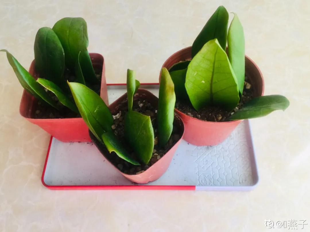 扦插花的养殖方法和技巧,养花扦插有妙招多肉