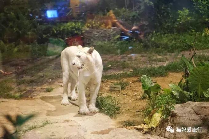 2天游玩广州长隆野生动物园攻略,广州长隆野生动物园步行游玩攻略