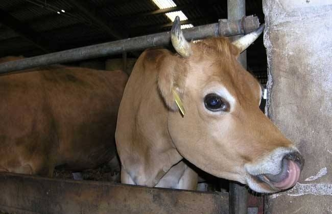 牛总是吐白沫怎么回事,牛总是嘴上流白沫怎么回事