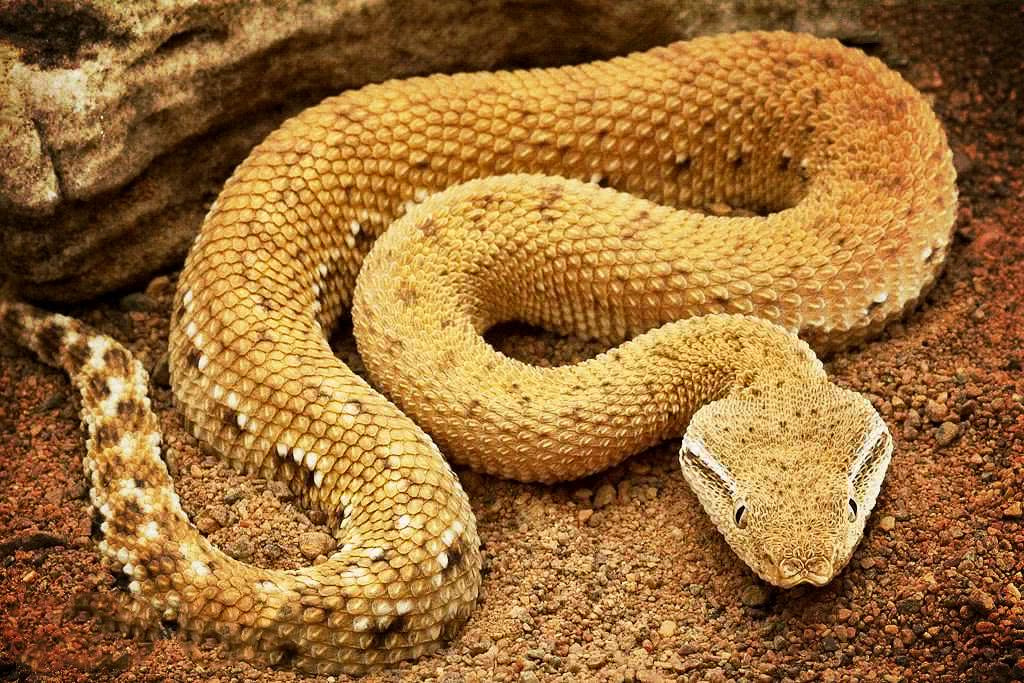 致命的毒蛇：毒蛇为什么这么毒？被毒蛇咬了我们该怎么办？