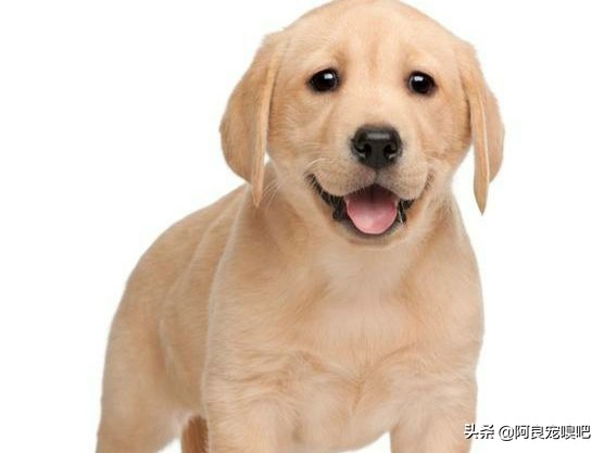 怎么选一条好的拉布拉多犬,如何挑选一只性格好的拉布拉多犬