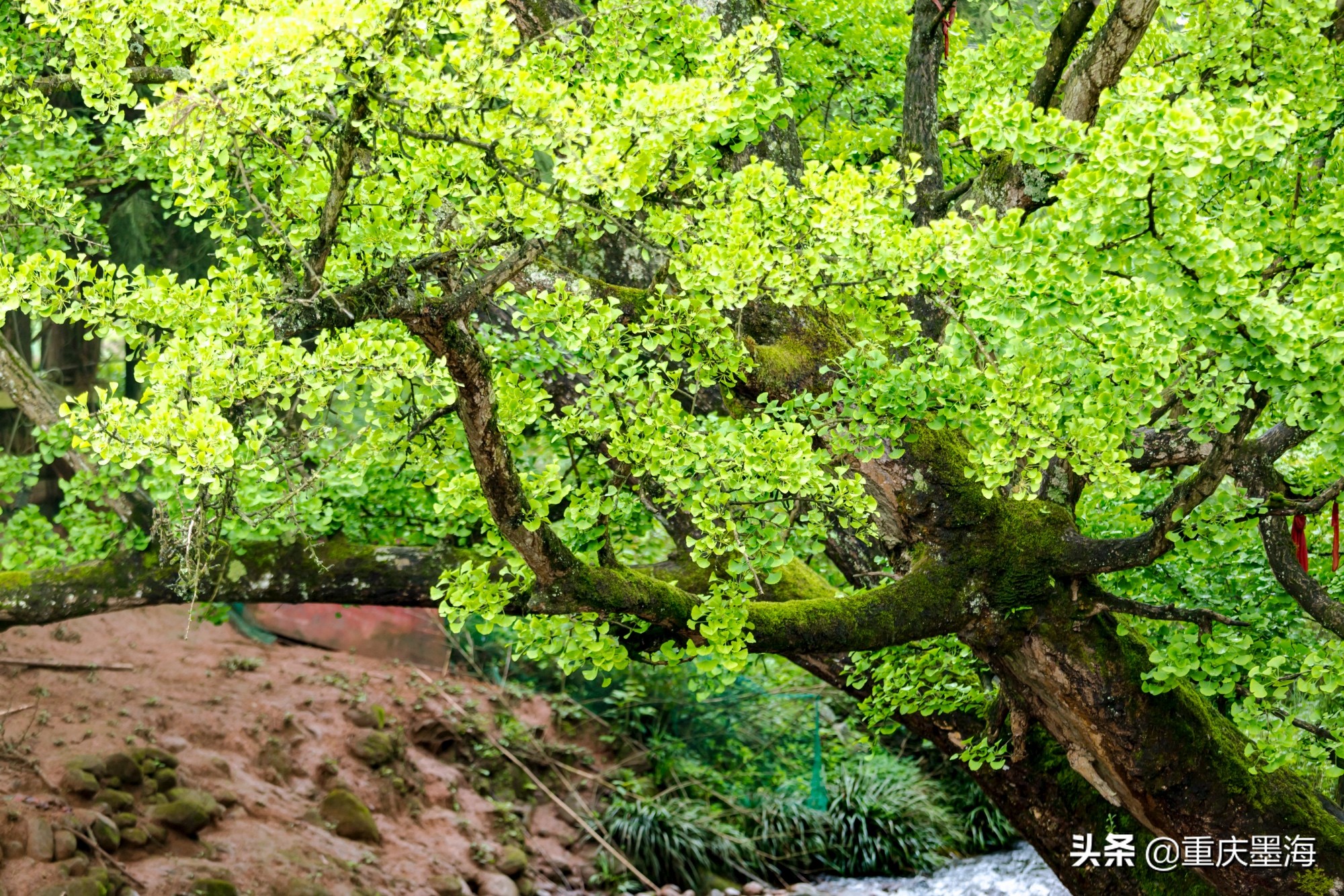 习水红军长征路,习水土城红军战斗遗址